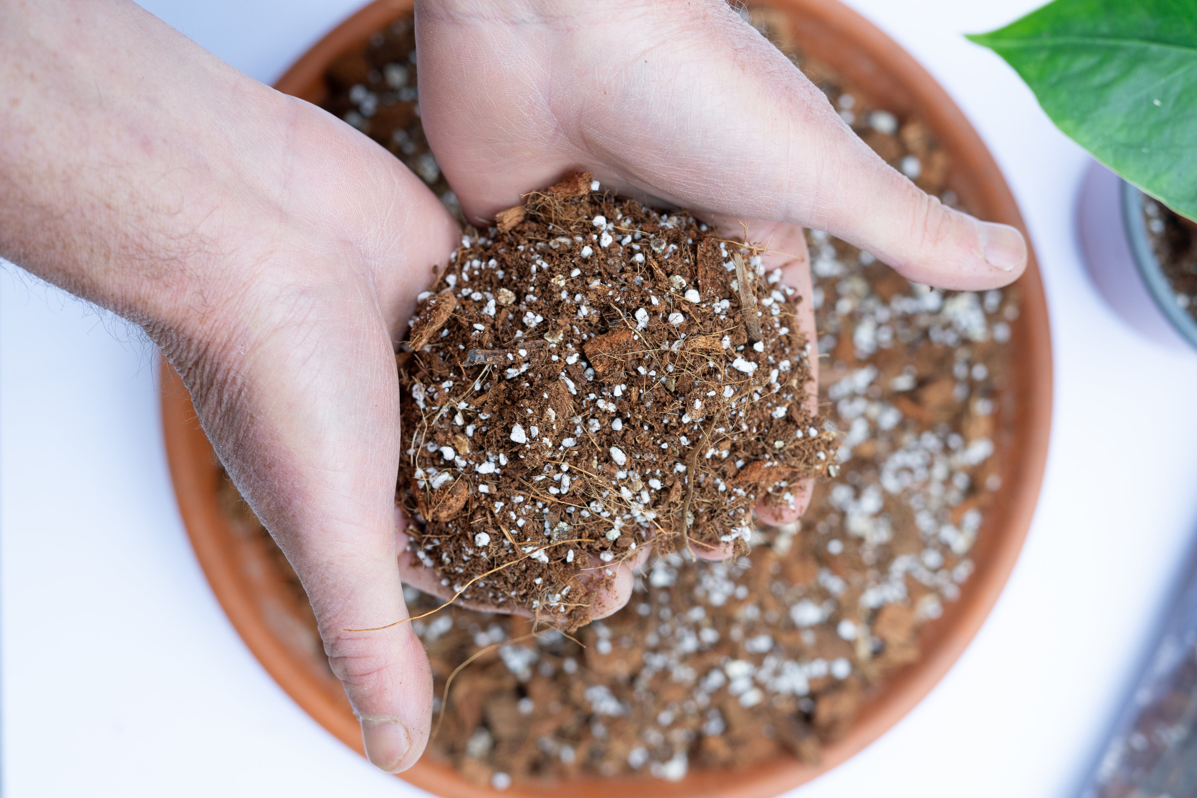 FreeRoots - Sustrato para Plantas de Interior